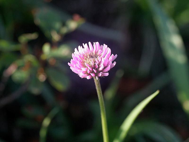 Trifolium montanum subsp. rupestre / Trifoglio rupestre